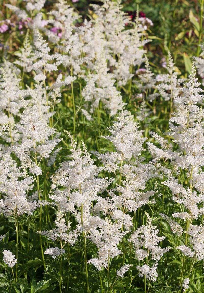 White Astilbe