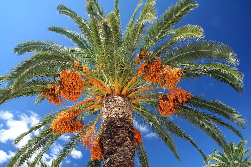 Date Palms