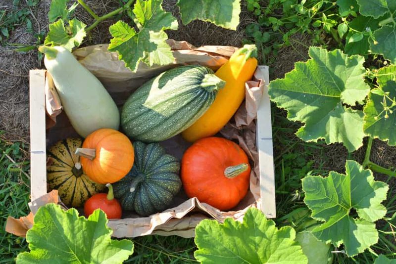 Harvest and Properly Store Winter Vegetables