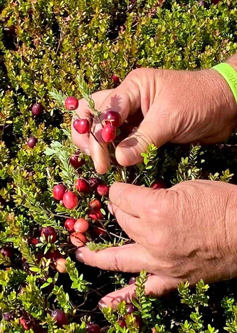 Harvest Ruby-Red Berries at Peak Ripeness