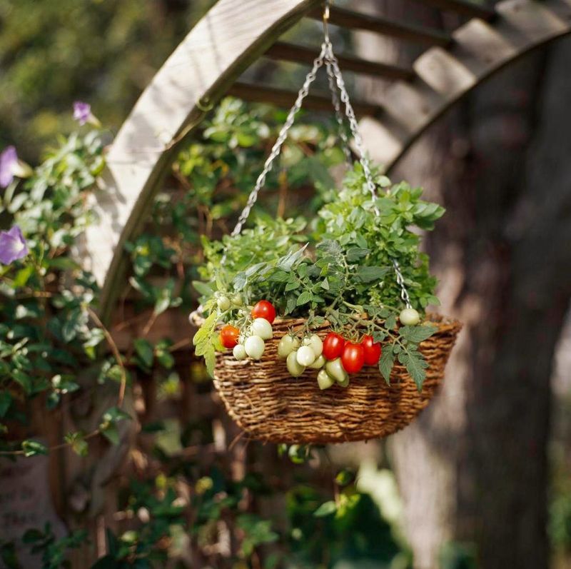Hanging Basket Paradise