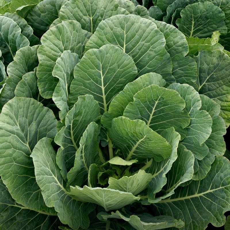 Collard Greens - Ultimate Winter Survivor