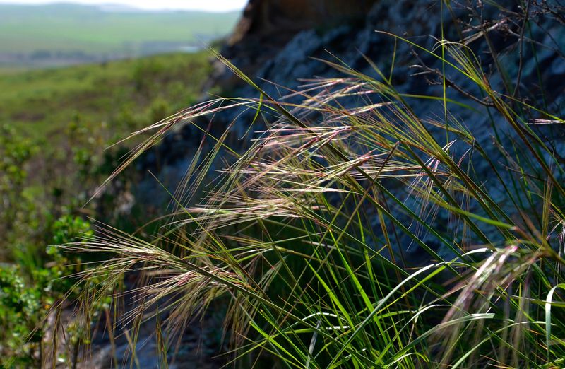 Purple Needlegrass