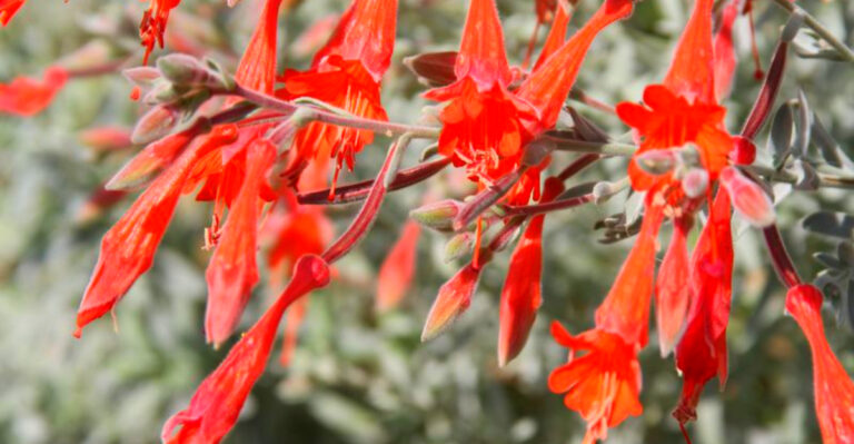Native Plants That Belong in California Backyards