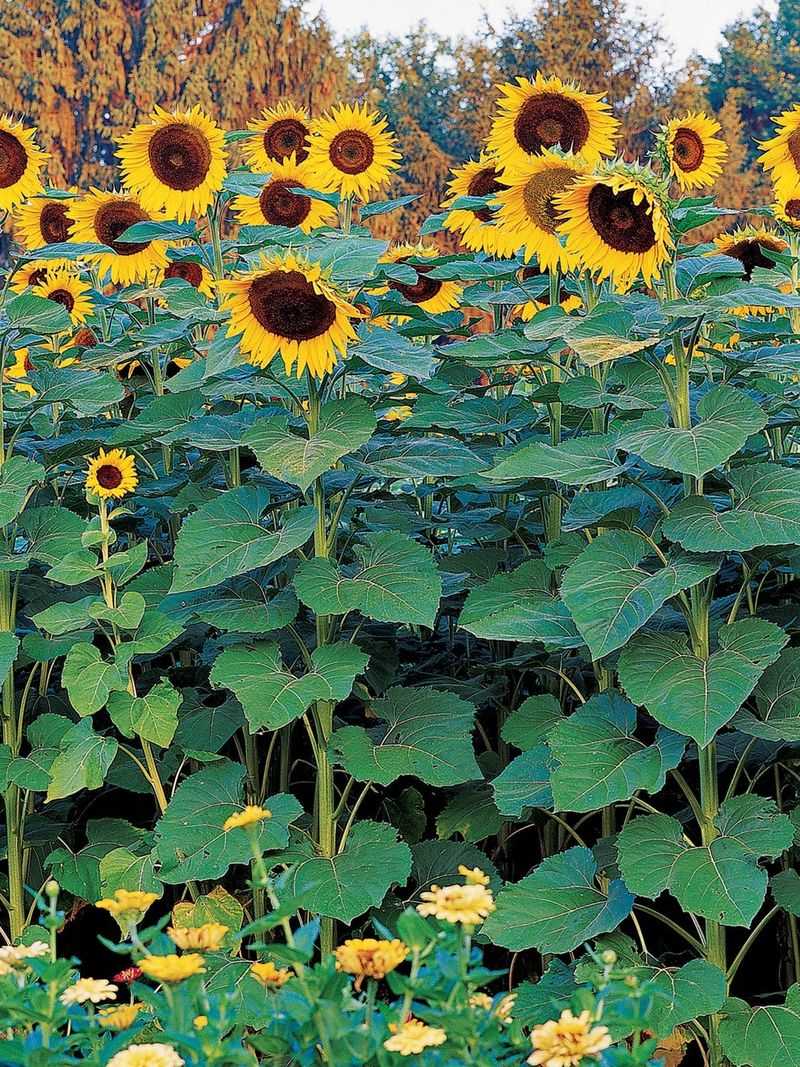 Protection from Summer Drought Stress