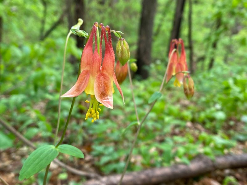 Wild Columbine