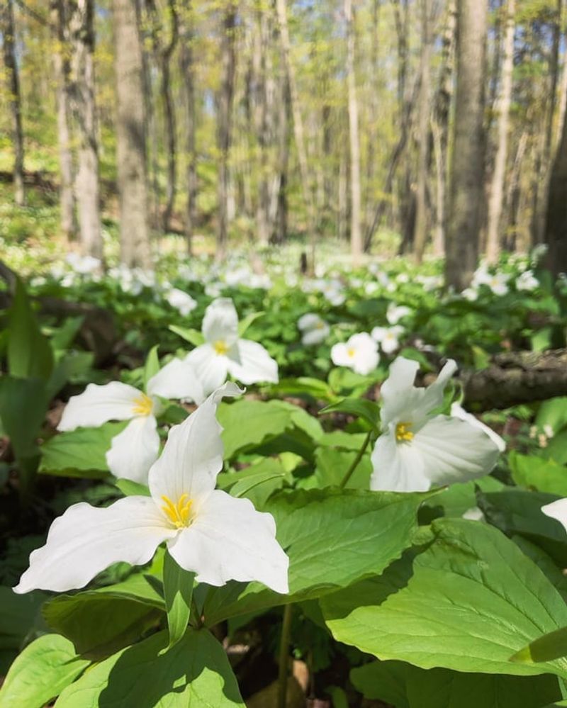 Trillium