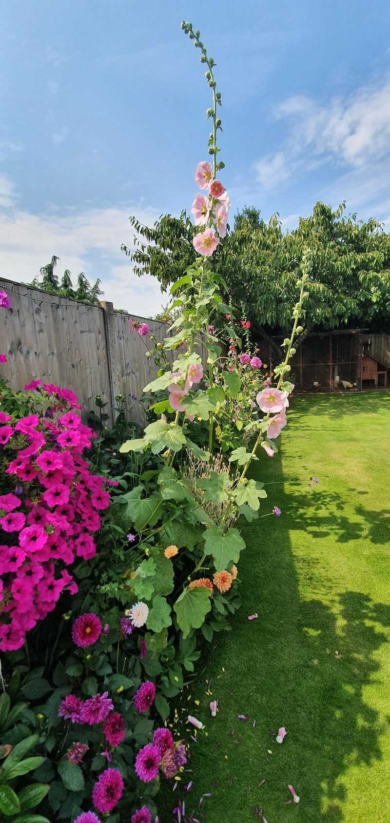 Hollyhocks: Towering Giants of Grandmother's Garden