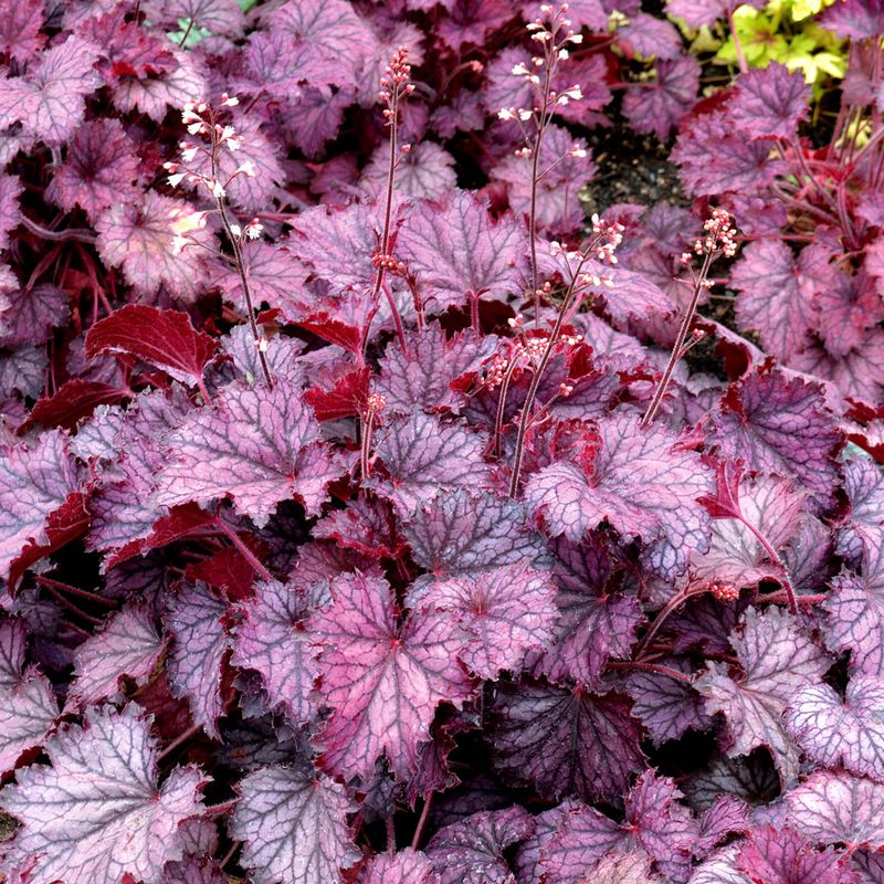 Coral Bells - Colorful Carpet of Tropical Vibes