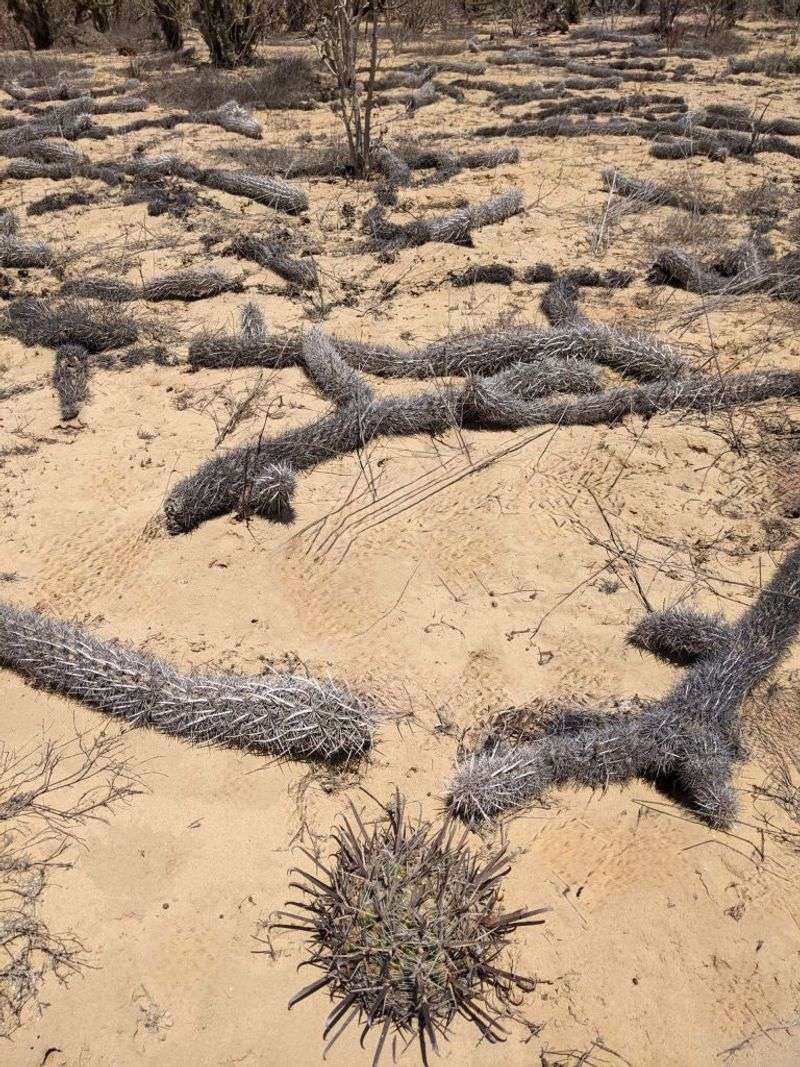 Creeping Devil Cactus