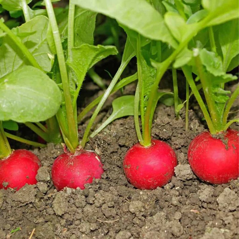 Radishes