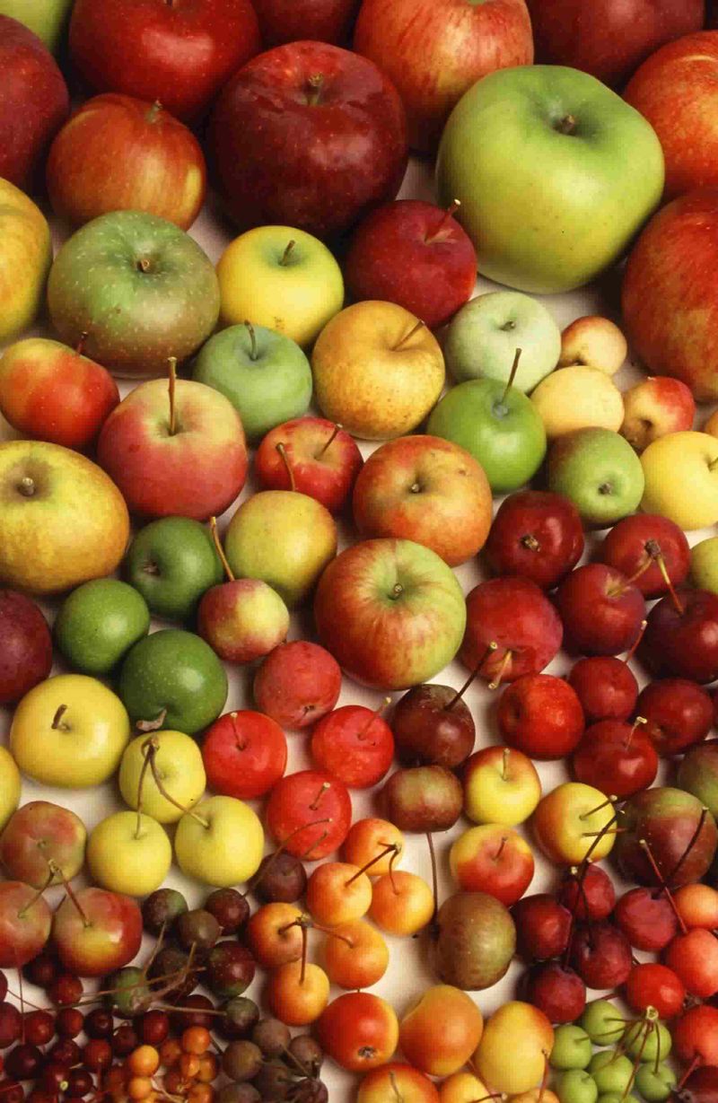 Choosing the Right Apple Varieties