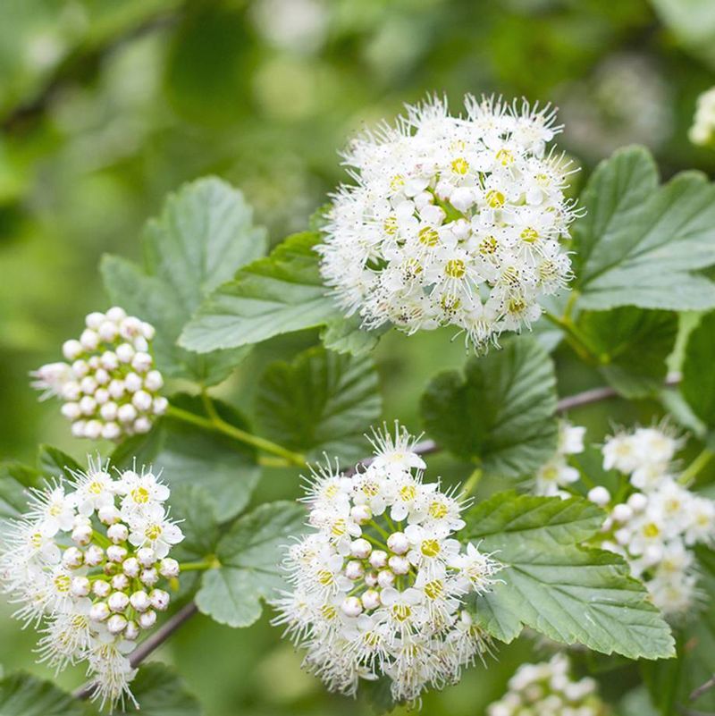 Meadowsweet - The Stomach's Best Friend