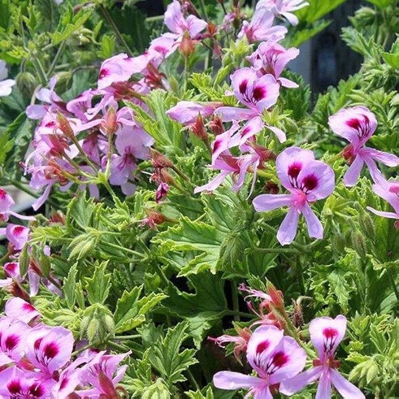 Lemon-Scented Geranium - Citrus Power in Pretty Packages
