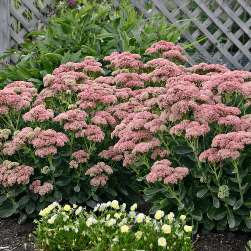 Sedum (Stonecrop)