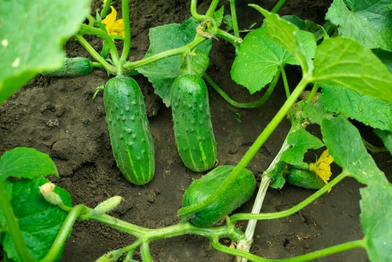Cucumbers