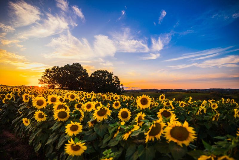 Abundant Natural Sunlight Exposure