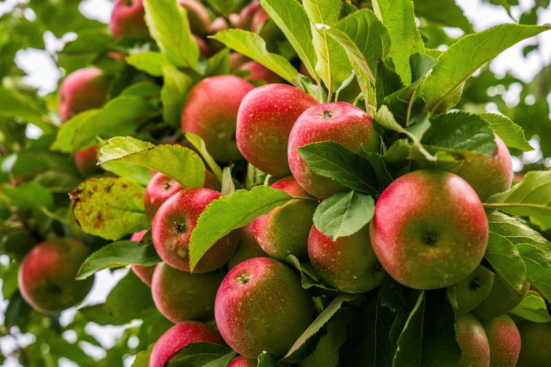 Harvest Timing and Techniques