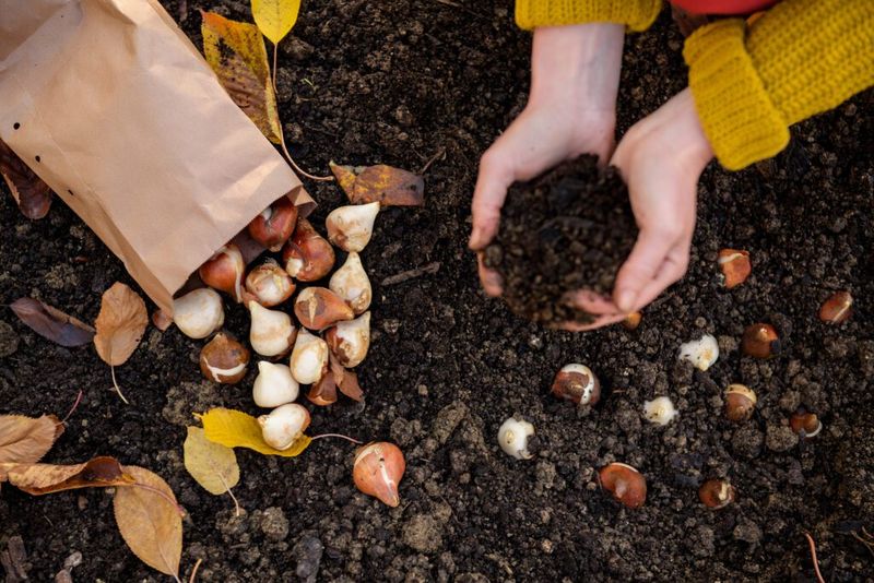 Get Spring Bulbs in the Ground Now