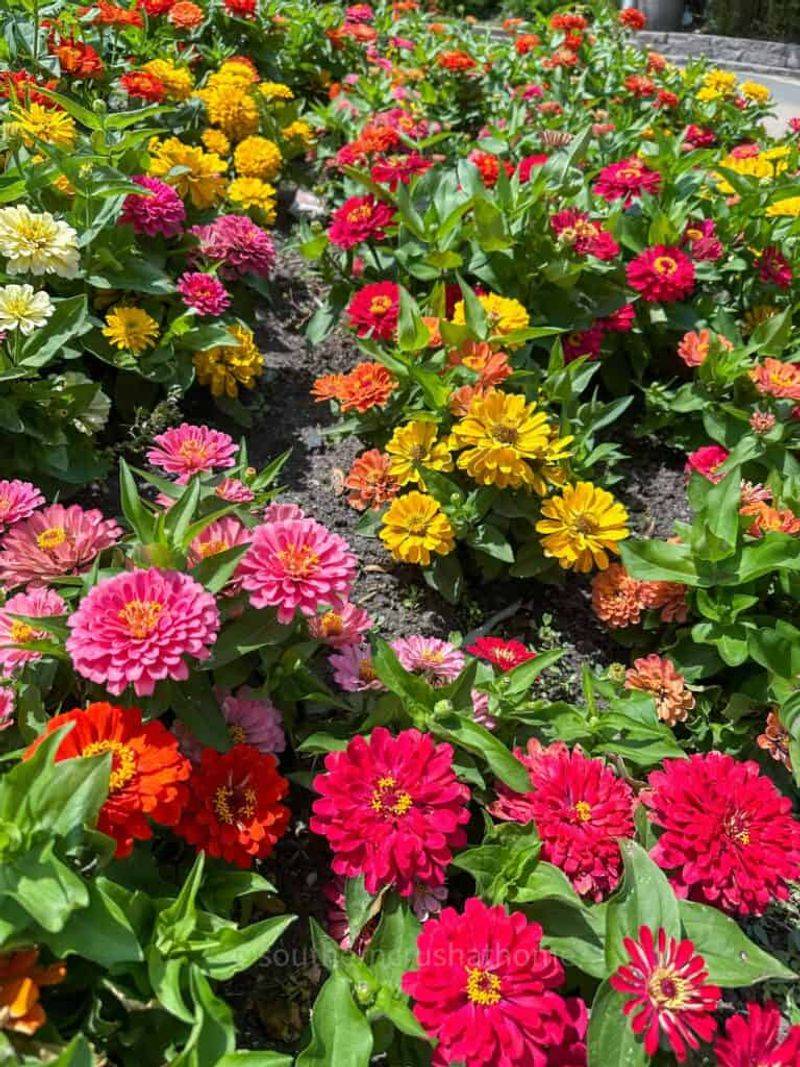 Watering and Fertilizing Zinnias