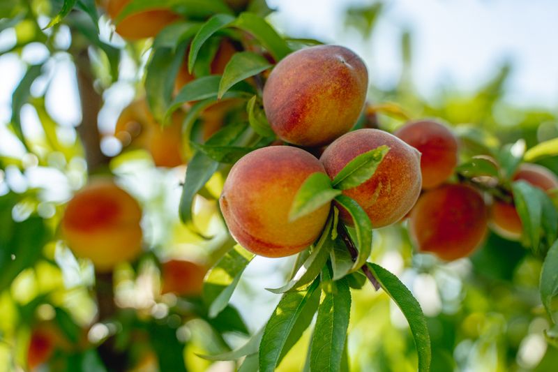 Peach and Nectarine Trees (Low-Chill Varieties)