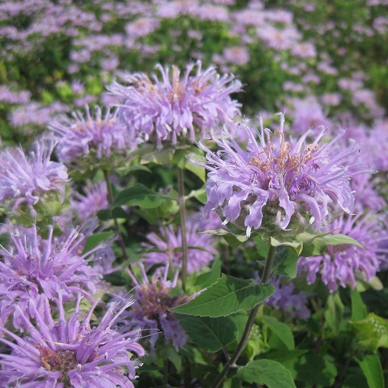 Wild Bergamot (Monarda fistulosa)