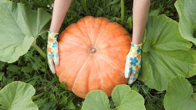 Support Heavy Fruits as They Develop