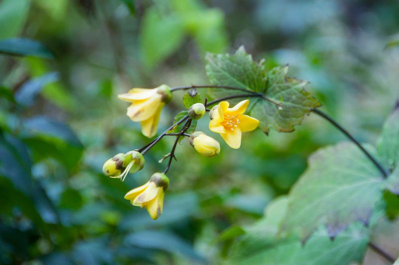Kirengeshoma: Yellow Wax Bells of Autumn