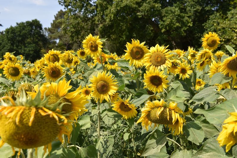 Reduced Pest and Disease Pressure