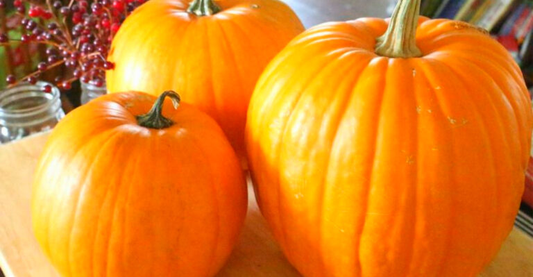 Pumpkin Growing Tips for Illinois Fall Gardens