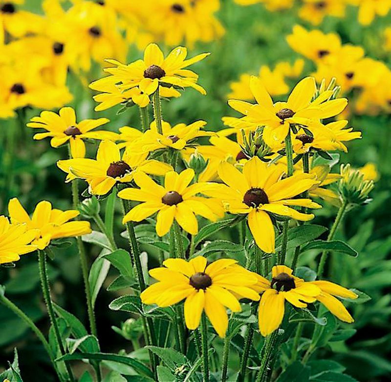 Black-Eyed Susan