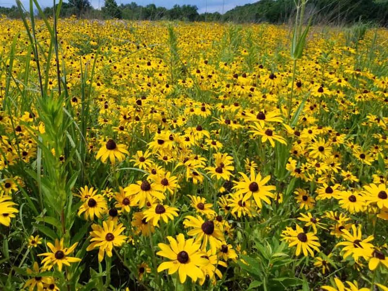 Black-eyed Susan