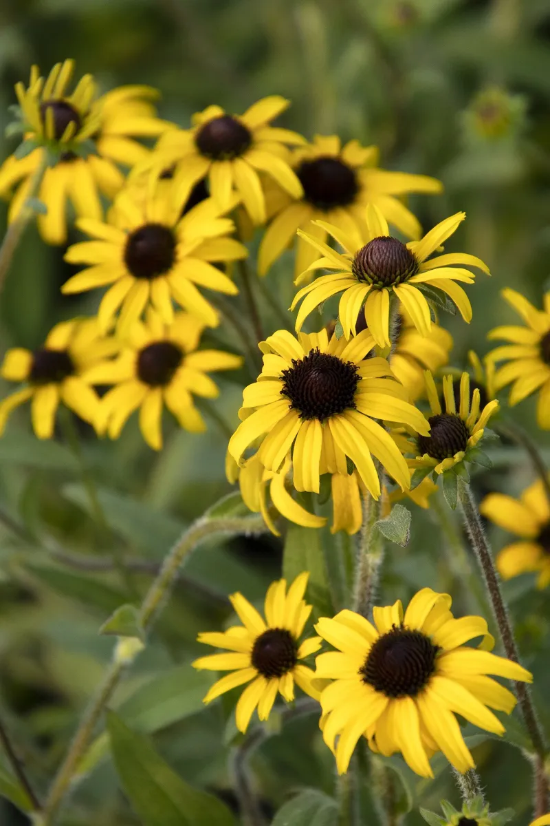 Black-Eyed Susan (Rudbeckia hirta)