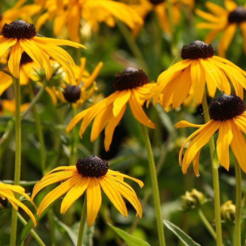Black-Eyed Susan (Rudbeckia)