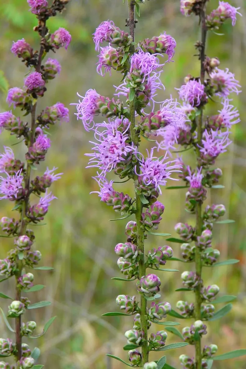 Rough Blazing Star (Liatris aspera)