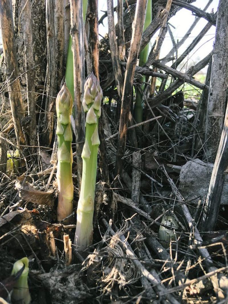 Wild Asparagus - Springtime Spears of Deliciousness