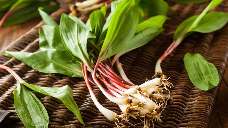 Ramps - Wild Leeks with Amazing Powers