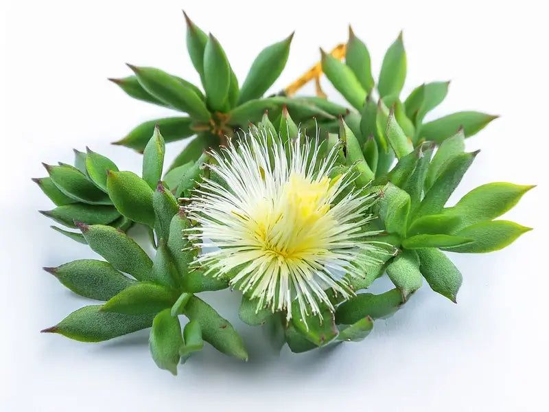 Kanna - South Africa's Mood Booster