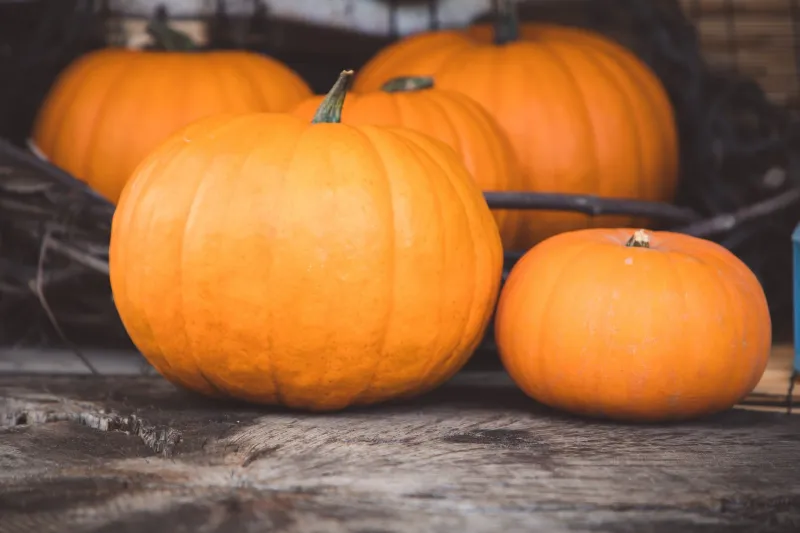 Cure Pumpkins for Longer Storage