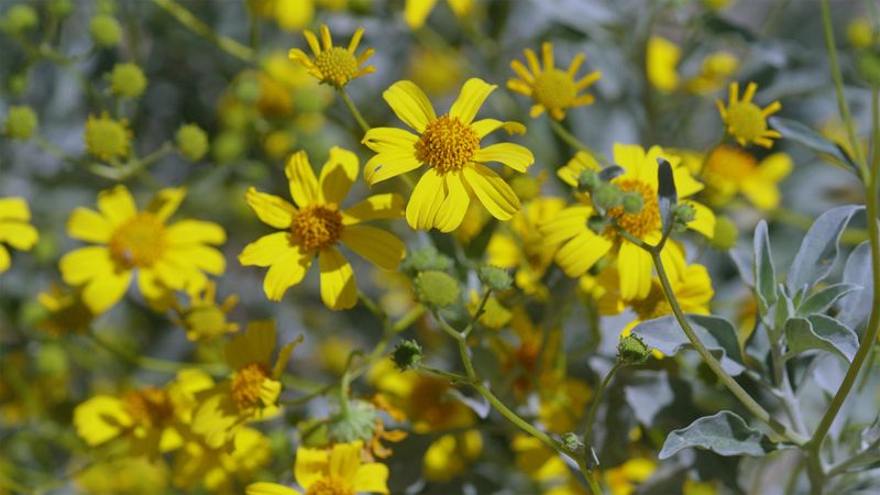 Brittlebush