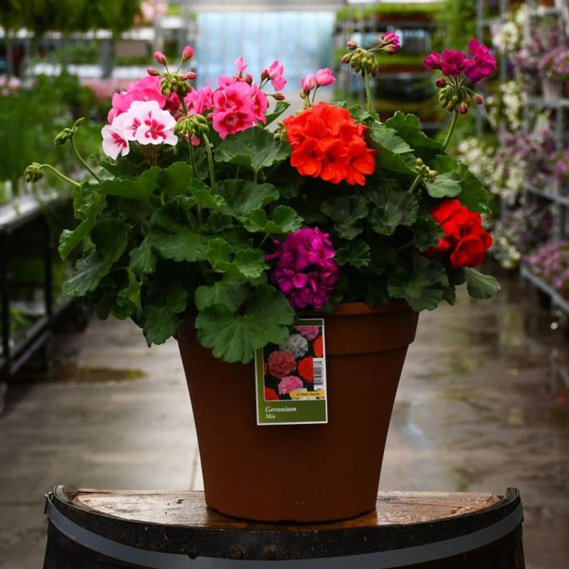 Cheerful Geraniums - Classic Container Beauty