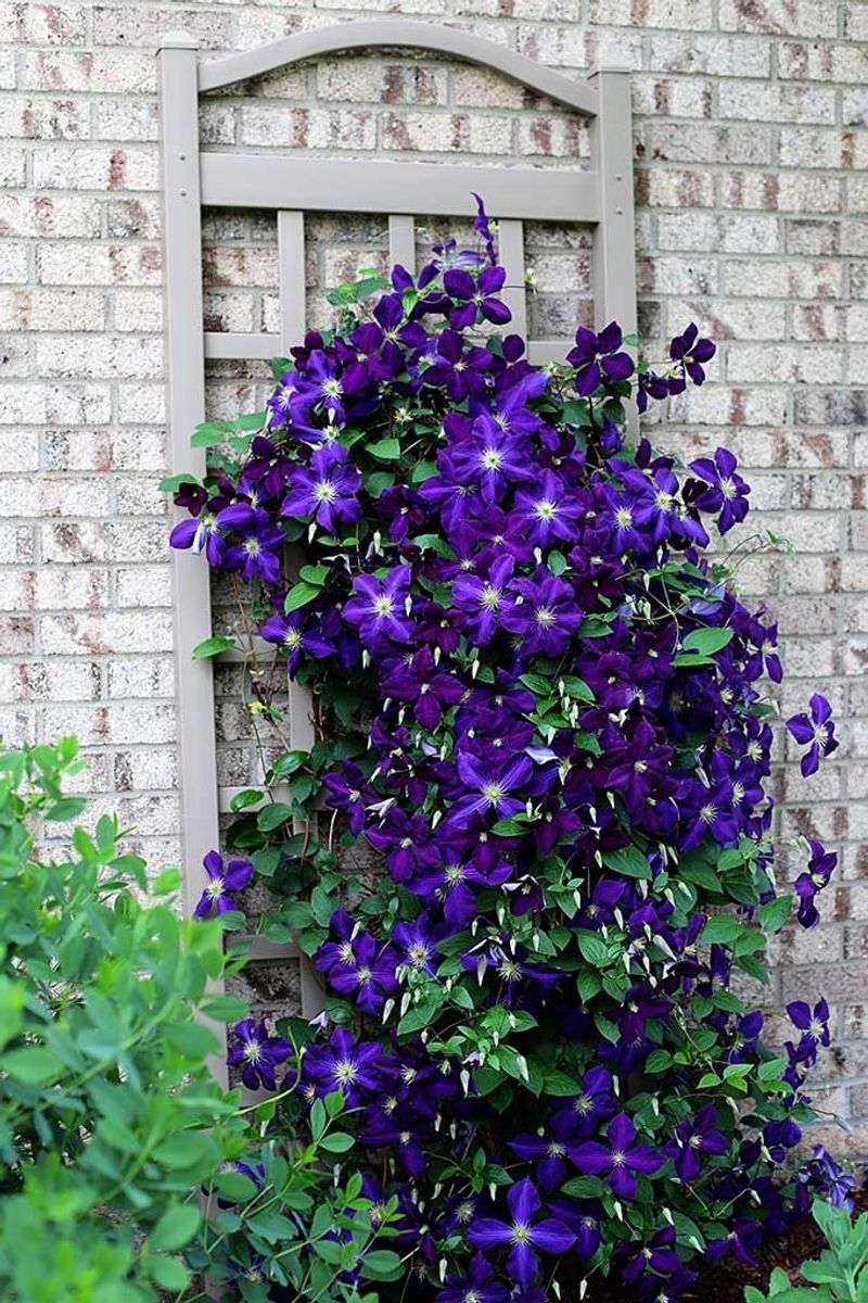 Climbing Clematis - Vertical Garden Star