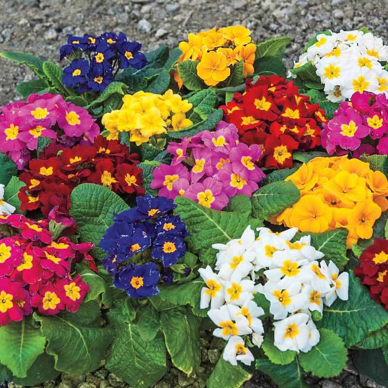 Primula: Spring's Cheerful Messengers
