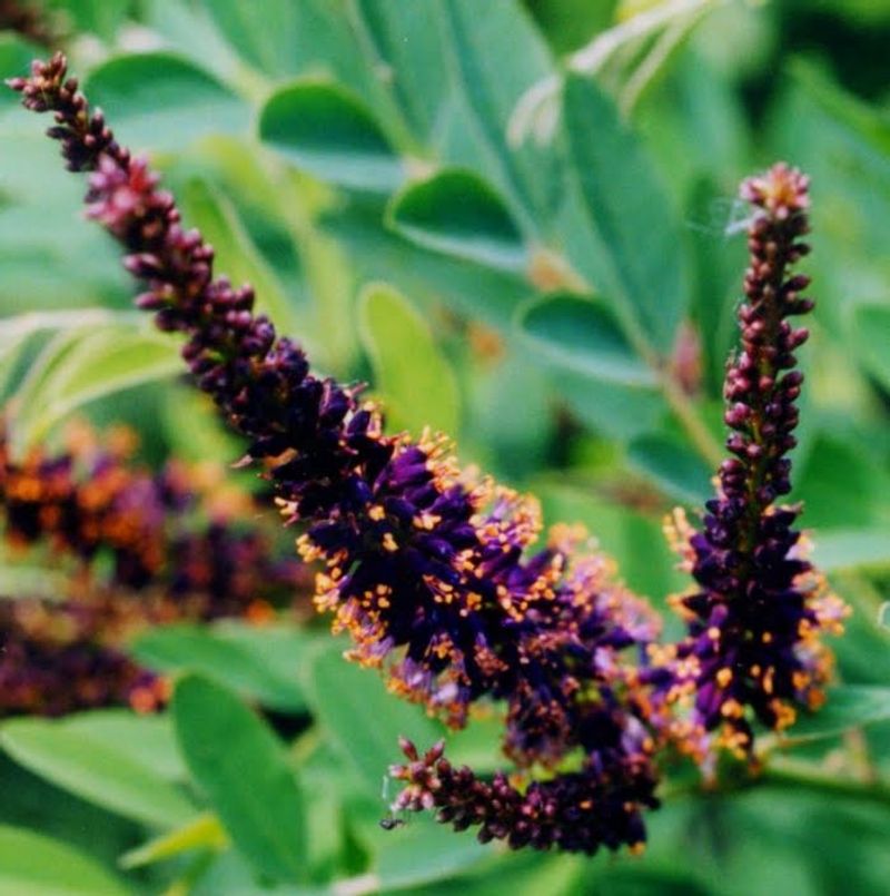 Wild Indigo (Amorpha fruticosa)