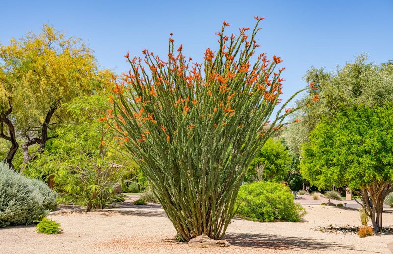 Ocotillo