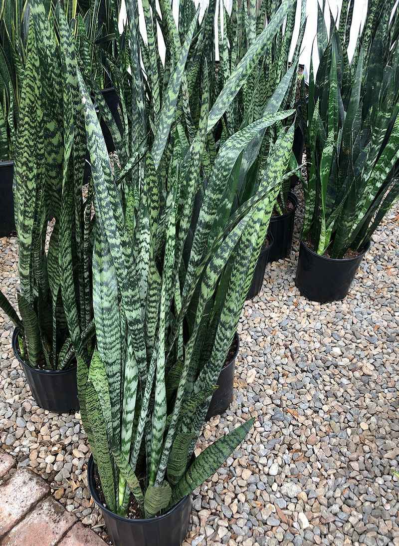 Low Light Limiting Plant Options