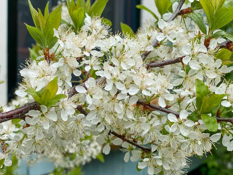 Beach Plum (Prunus maritima)