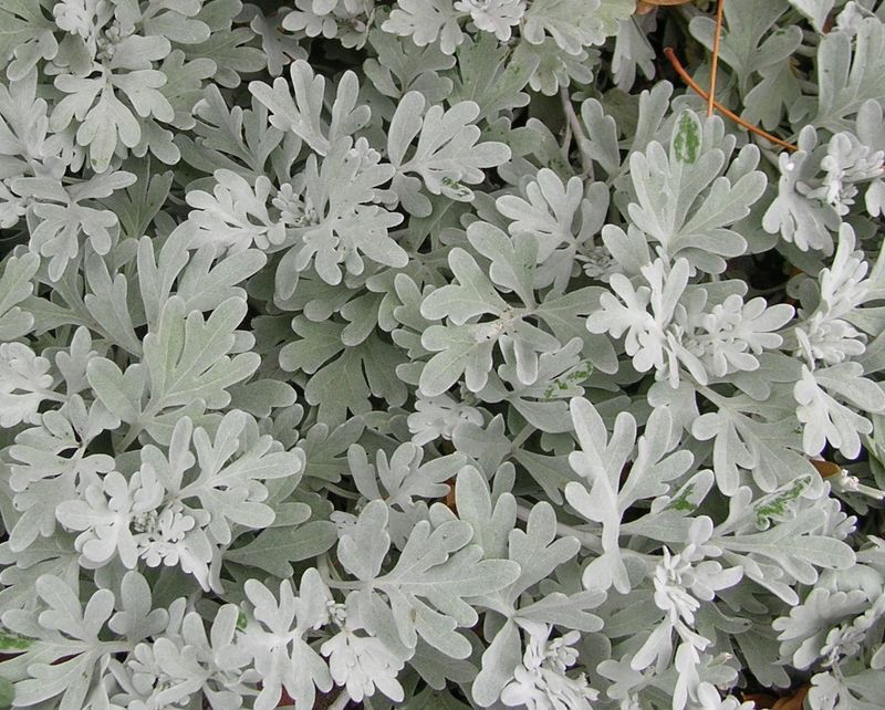 Dusty Miller (Artemisia stelleriana)