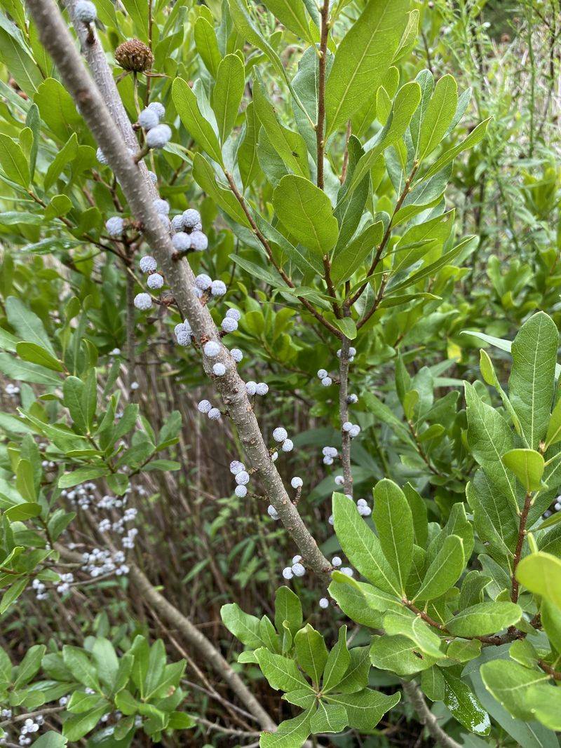 Northern Bayberry (Morella pensylvanica)