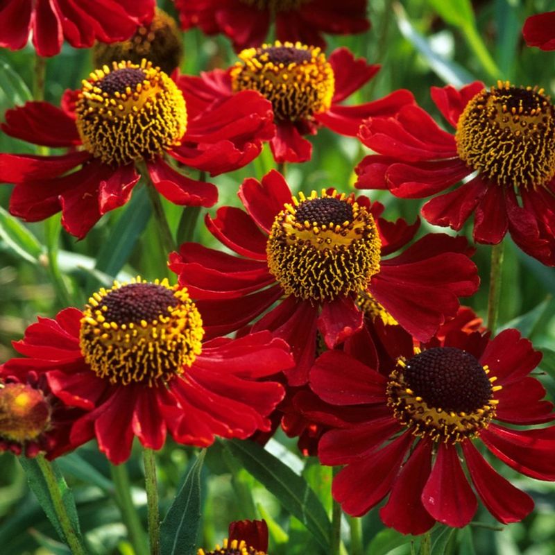 Helenium